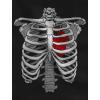 imageTstars Skeleton Rib Cage Heart Xray Halloween Easy Costume TShirtBlack