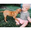 imageTstars My Siblings Have Paws Dog Cat Sibling Outfits Funny Baby Boy Girl BodysuitNavy
